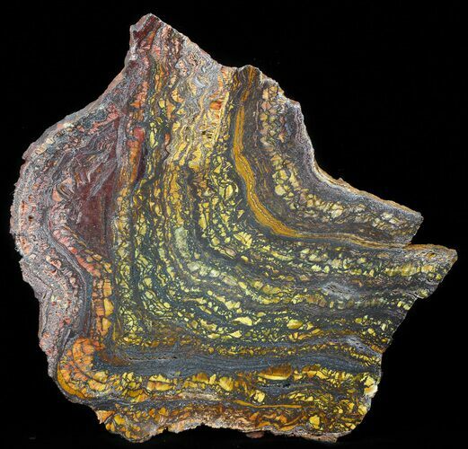 Polished Tiger Iron Stromatolite - ( Billion Years) #41077